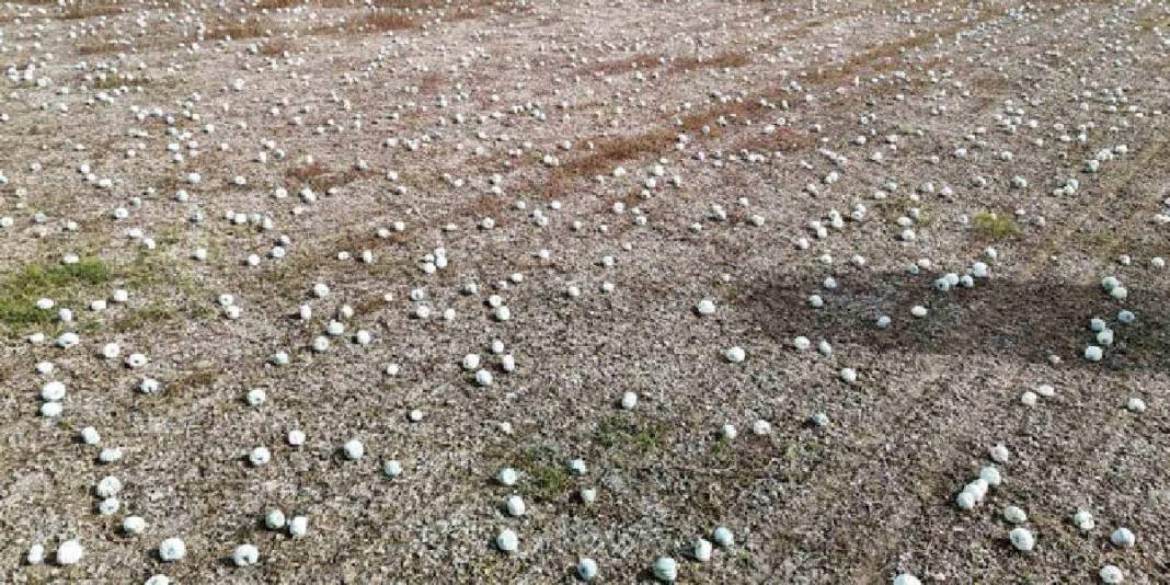 Ata tohumundan üretiliyor, lezzeti herkesçe biliniyor! Eskişehir’in dillere destan balkabağı: 20 liradan satılacak 2